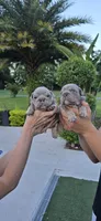 Moose , a male English Bulldog for sale in Orlando, FL – 4 of 4