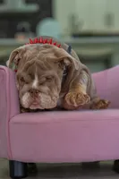 Cupcake, a female English Bulldog for sale in Orlando, FL – 3 of 8