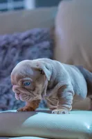 Candy, a female English Bulldog for sale in Orlando, FL – 3 of 4