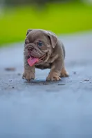 Max, a male English Bulldog for sale in Orlando, FL – 2 of 4