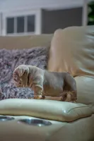 Candy, a female English Bulldog for sale in Orlando, FL – 4 of 4
