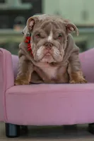 Cupcake, a female English Bulldog for sale in Orlando, FL – 4 of 8