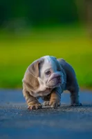 Emily , a female English Bulldog for sale in Orlando, FL – 6 of 9