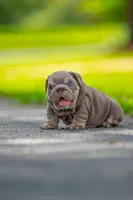 Winston, a male English Bulldog for sale in Orlando, FL – 5 of 9