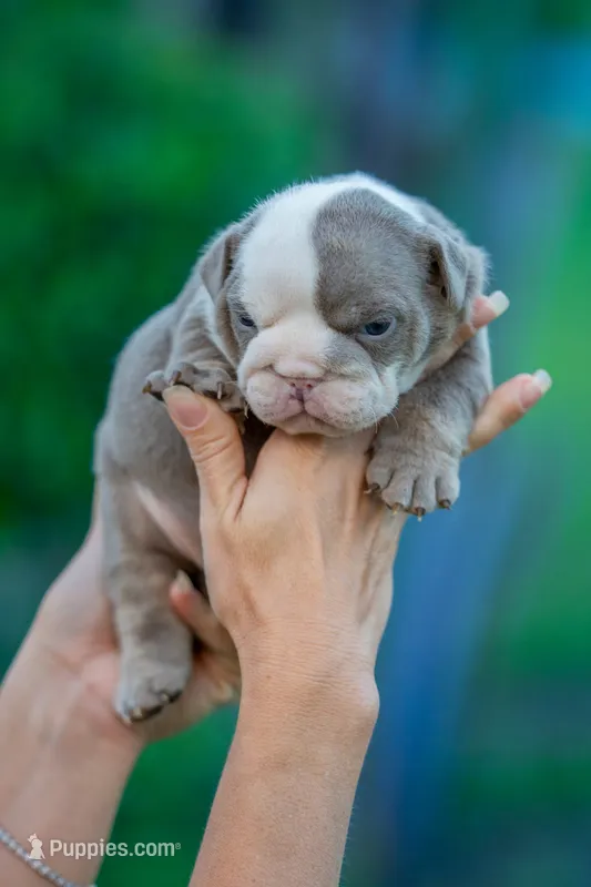 Gus – English Bulldog puppy for sale in Orlando, FL