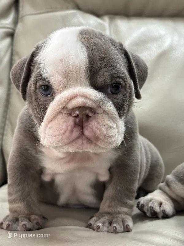 Gus – English Bulldog puppy for sale in Orlando, FL