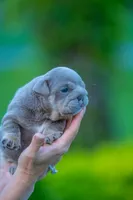 Moose , a male English Bulldog for sale in Orlando, FL – 3 of 4