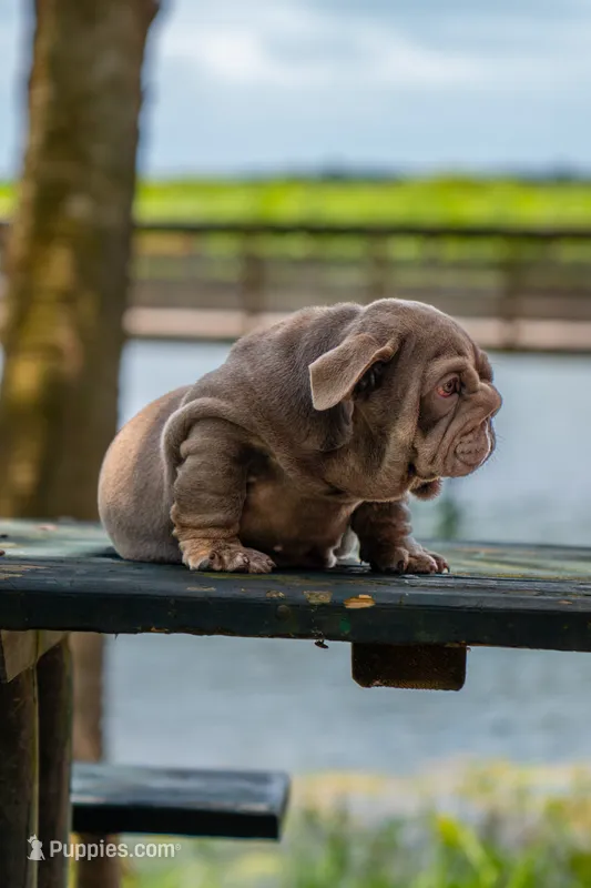 Purple – English Bulldog puppy for sale in Orlando, FL