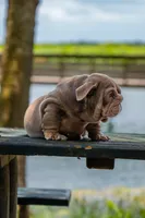 Purple, a female English Bulldog for sale in Orlando, FL – 6 of 9