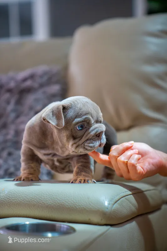 Candy – English Bulldog puppy for sale in Orlando, FL