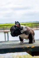 Tick, a male French Bulldog for sale in Orlando, FL – 6 of 10