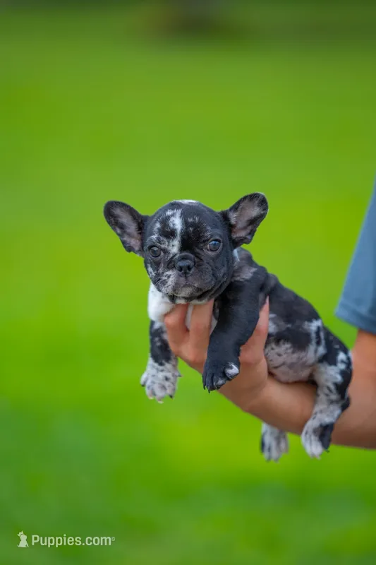 Tick – French Bulldog puppy for sale in Orlando, FL