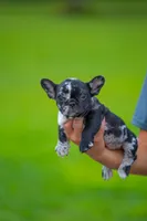 Tick, a male French Bulldog for sale in Orlando, FL – 1 of 10