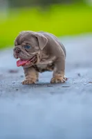 Max, a male English Bulldog for sale in Orlando, FL – 3 of 4