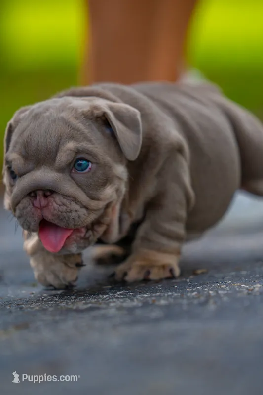 Moose  – English Bulldog puppy for sale in Orlando, FL