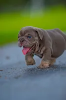 Max, a male English Bulldog for sale in Orlando, FL – 4 of 4