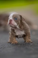 Emily , a female English Bulldog for sale in Orlando, FL – 4 of 5