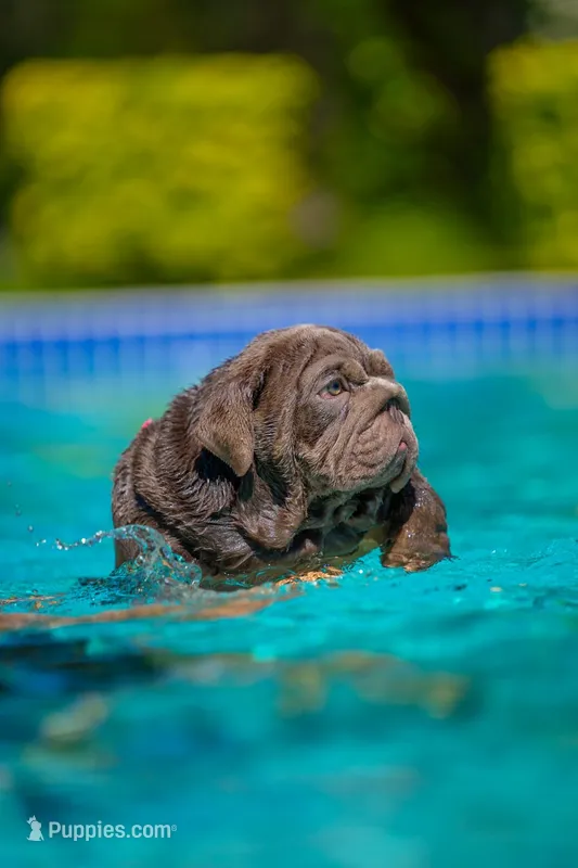 Purple – English Bulldog puppy for sale in Orlando, FL