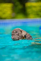 Candy, a female English Bulldog for sale in Orlando, FL – 2 of 9