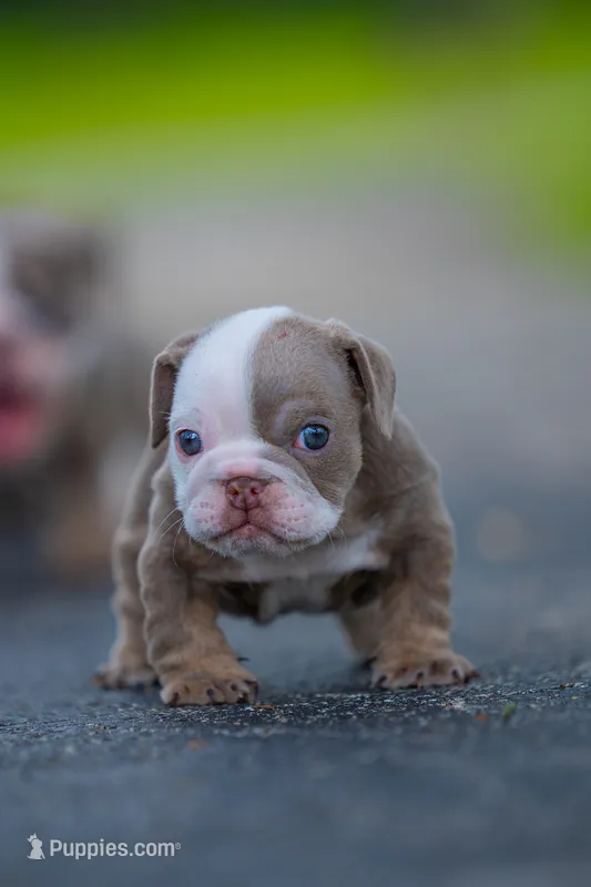 Emily  – English Bulldog puppy for sale in Orlando, FL