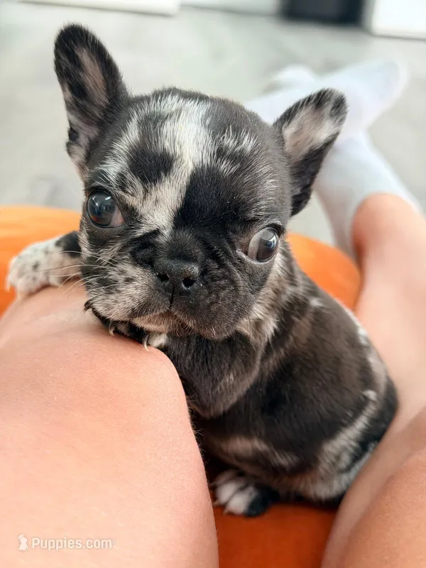 Tick – French Bulldog puppy for sale in Orlando, FL