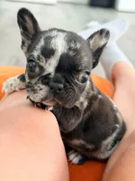Tick, a male French Bulldog for sale in Orlando, FL – 1 of 10