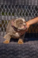 Lulu, a female English Bulldog for sale in Orlando, FL – Photo 6 of 6