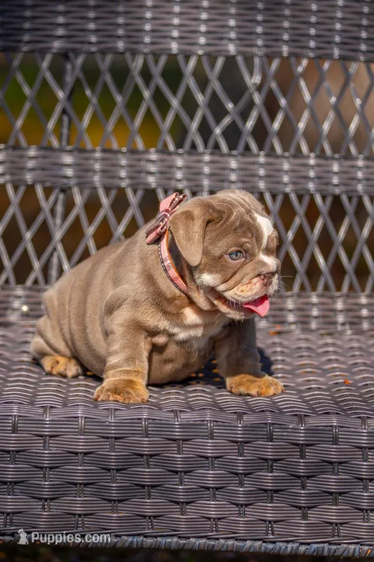 Lulu – English Bulldog puppy for sale in Orlando, FL