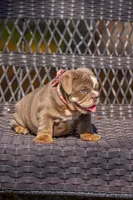 Lulu, a female English Bulldog for sale in Orlando, FL – Photo 1 of 6