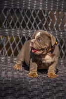 Lulu, a female English Bulldog for sale in Orlando, FL – Photo 4 of 6