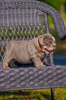 Lulu, a female English Bulldog for sale in Orlando, FL – Photo 3 of 6