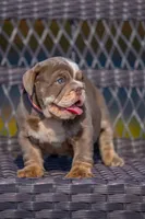 Lulu, a female English Bulldog for sale in Orlando, FL – Photo 2 of 6