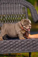 Lulu, a female English Bulldog for sale in Orlando, FL – Photo 5 of 6