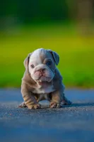 Emily , a female English Bulldog for sale in Orlando, FL – 7 of 9