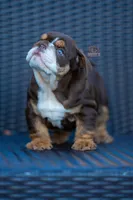 Titan, a male English Bulldog for sale in Orlando, FL – Photo 8 of 10