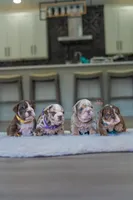 Titan, a male English Bulldog for sale in Orlando, FL – Photo 10 of 10