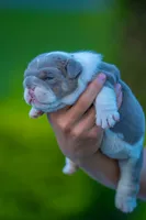 Tank, a male English Bulldog for sale in Orlando, FL – 3 of 4