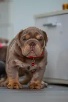 Lilly, a female English Bulldog for sale in Orlando, FL – 3 of 8