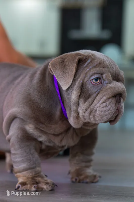 Purple – English Bulldog puppy for sale in Orlando, FL
