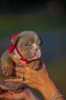Daisy , a female English Bulldog for sale in Orlando, FL – 6 of 6