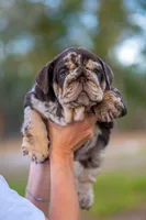 Freckles , a female English Bulldog for sale in Orlando, FL – Photo 2 of 5