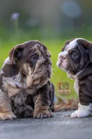 Freckles , a female English Bulldog for sale in Orlando, FL – Photo 4 of 5