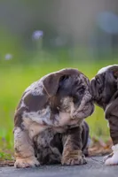 Freckles , a female English Bulldog for sale in Orlando, FL – Photo 5 of 5