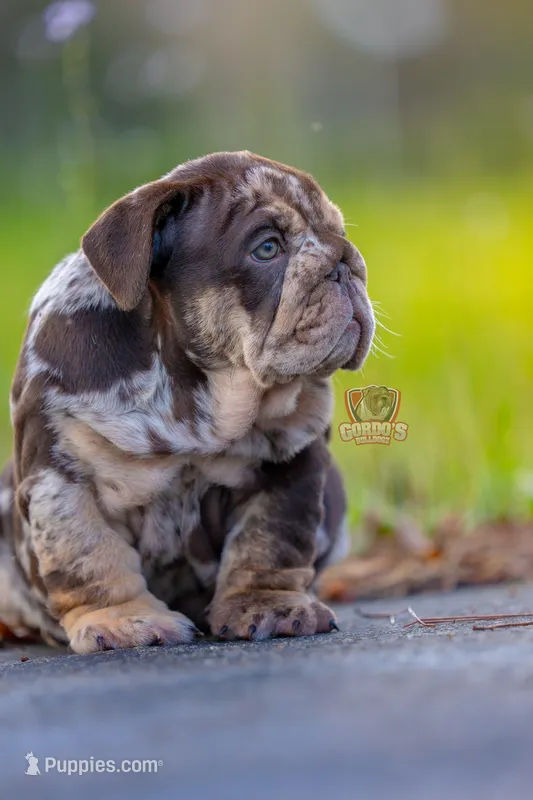 Freckles  – English Bulldog puppy for sale in Orlando, FL