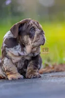 Freckles , a female English Bulldog for sale in Orlando, FL – Photo 1 of 5