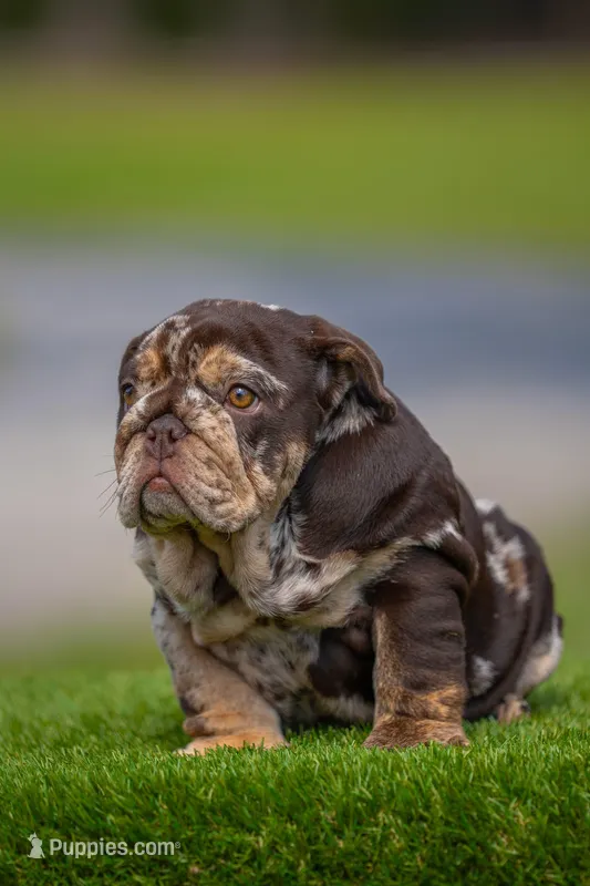 Freckles  – English Bulldog puppy for sale in Orlando, FL