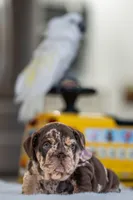 Freckles , a female English Bulldog for sale in Orlando, FL – Photo 3 of 7