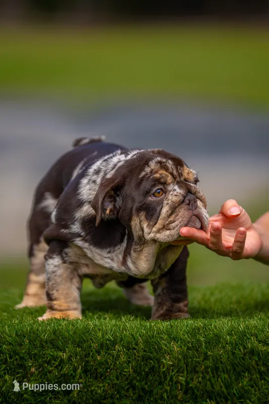 Freckles  – English Bulldog puppy for sale in Orlando, FL