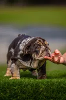 Freckles , a female English Bulldog for sale in Orlando, FL – 1 of 8
