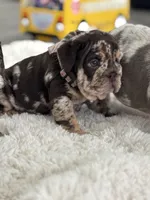 Freckles , a female English Bulldog for sale in Orlando, FL – Photo 6 of 7